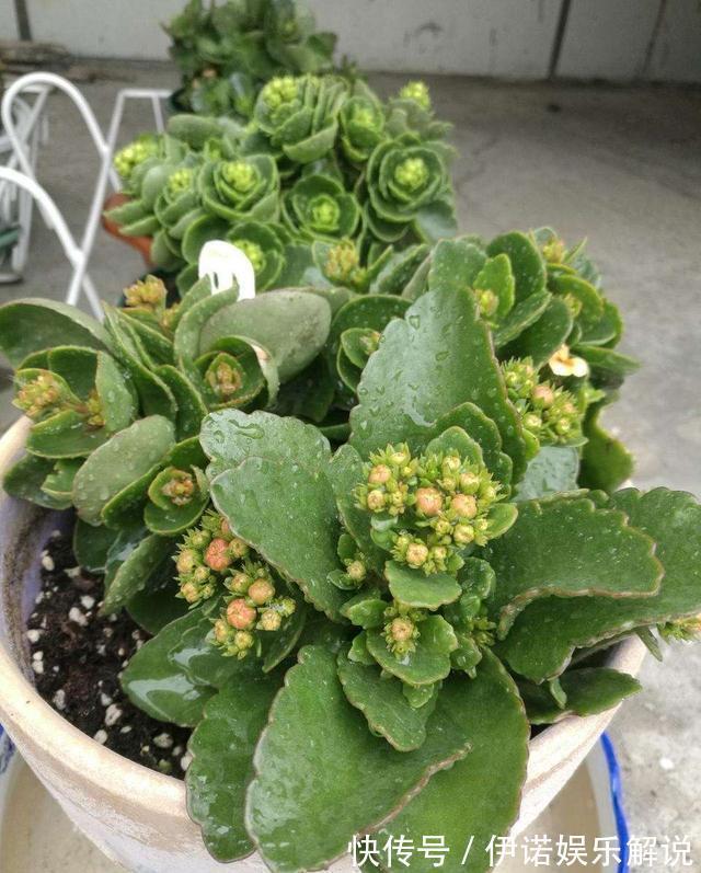 温度|长寿花不长花苞,只控光用处不大,学会三控,花苞越来越多