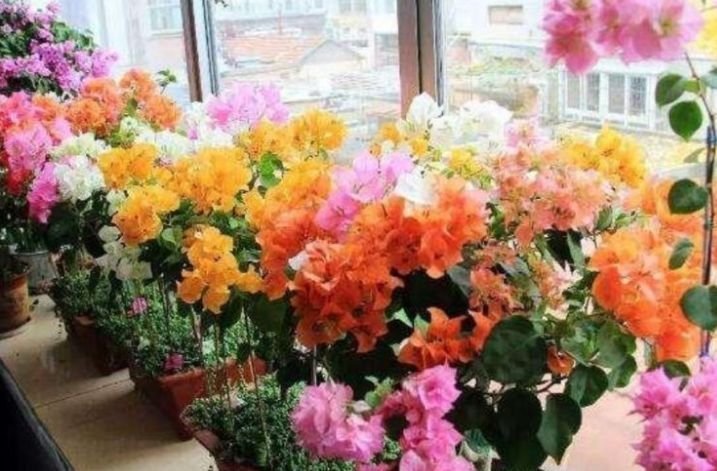 4种花漂亮又好养,花期长、花朵多,家里开成花海!