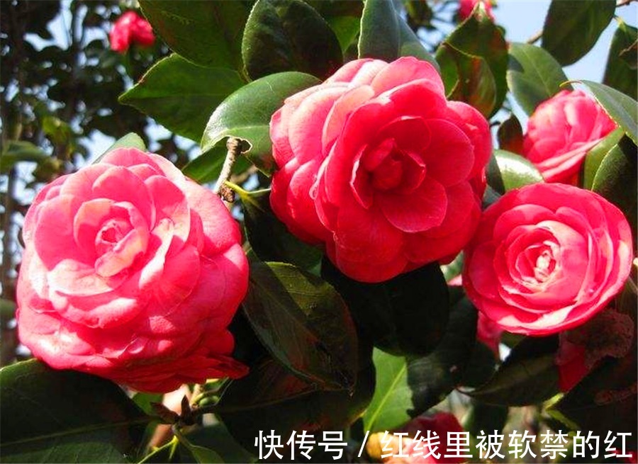 秋天养茶花,紧抓4个要点,花苞长满枝头,冬天轻松开爆盆