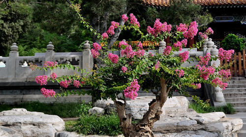 2种漂亮花，现在养一盆正当时，7月开到10月，叶绿花繁