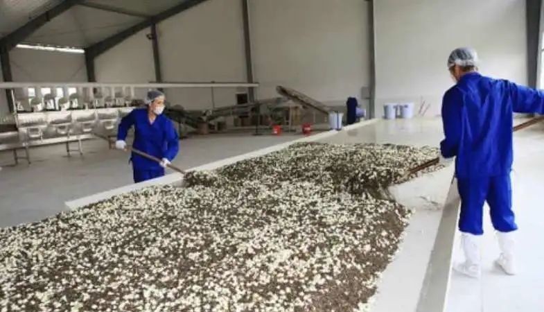 清香|用茉莉花茶做茶饮保持清香持久的秘密