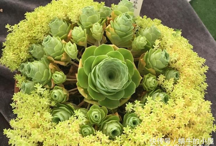 多肉山地玫瑰夏季都会休眠,那么什么时候给它们断水比较合适呢?