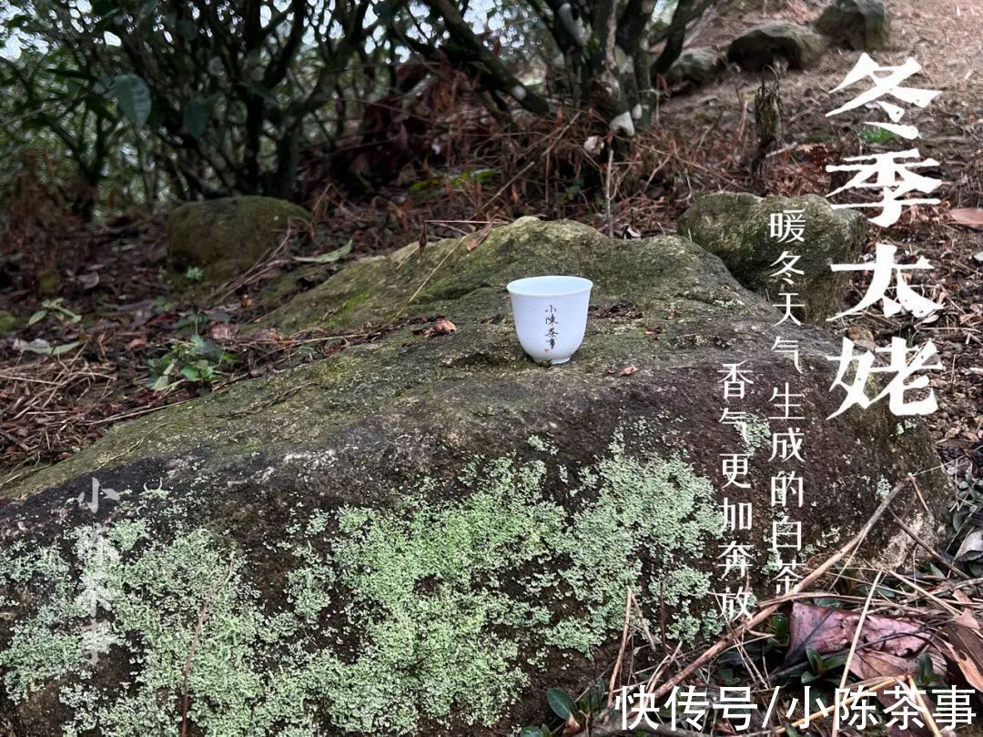 茶树|雨雪天气来袭，今年太姥山的白茶，武夷山的岩茶、红茶还好吗？