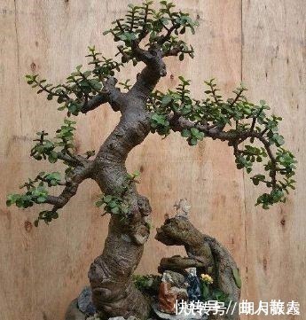 盆栽|此4种花卉,小苗的时候“不值钱”,多养今年“太值钱”,高价格!