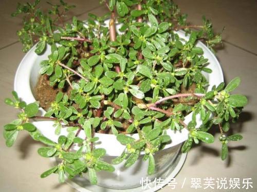 2种花再“丑”也要养,“镇宅”又助睡,难怪身体越来越健壮!