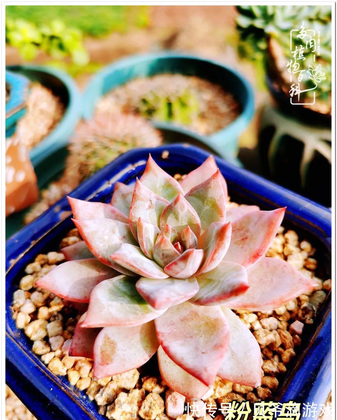 养多肉是喜欢,顺其自然是心境!