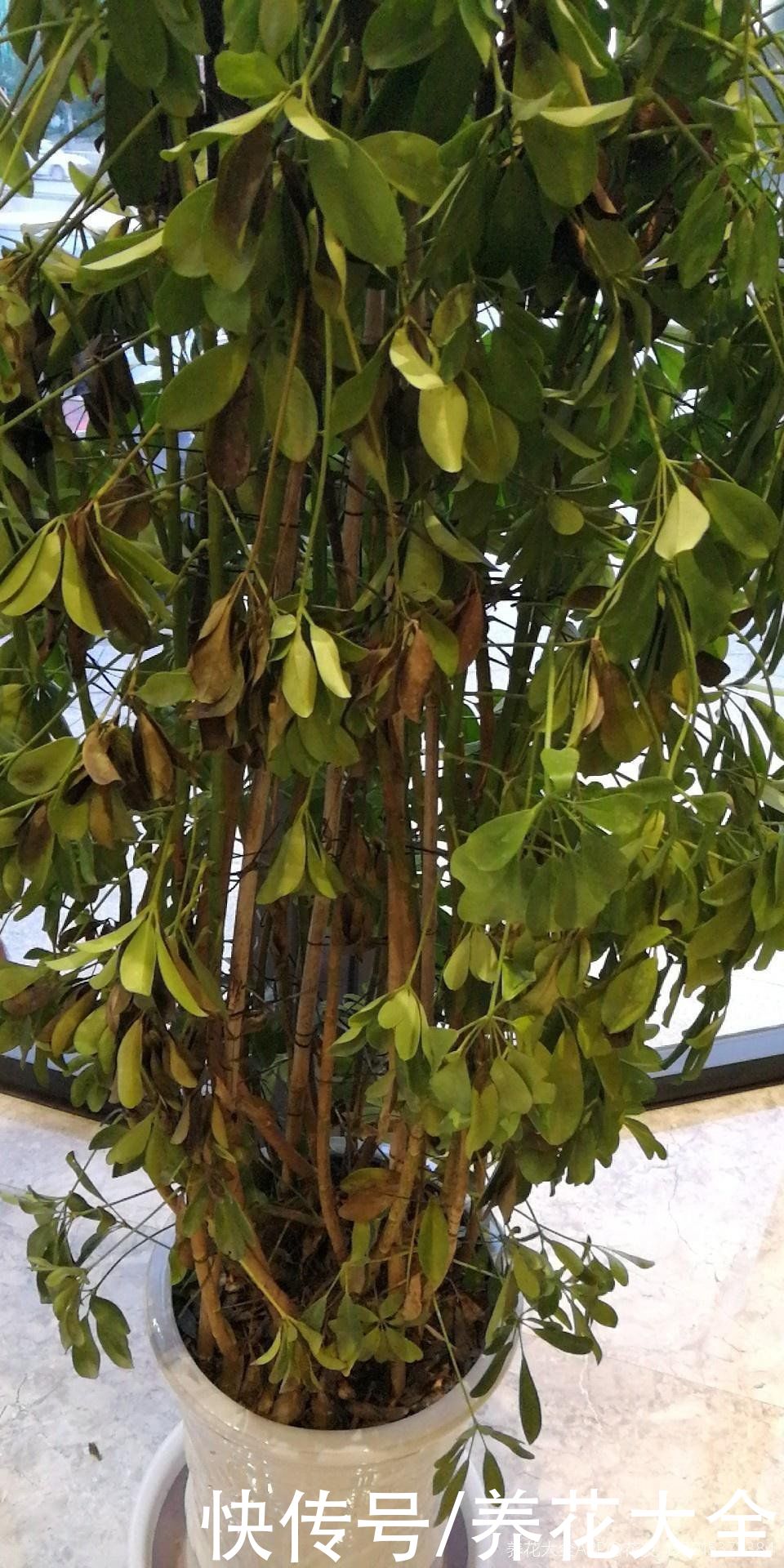 养护鸭掌木的3个技巧，枝繁叶茂，叶子绿油油的