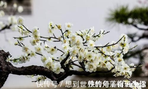 陆游@最唯美的一首词,800多年来无人能出其右,成为宋词压卷之作