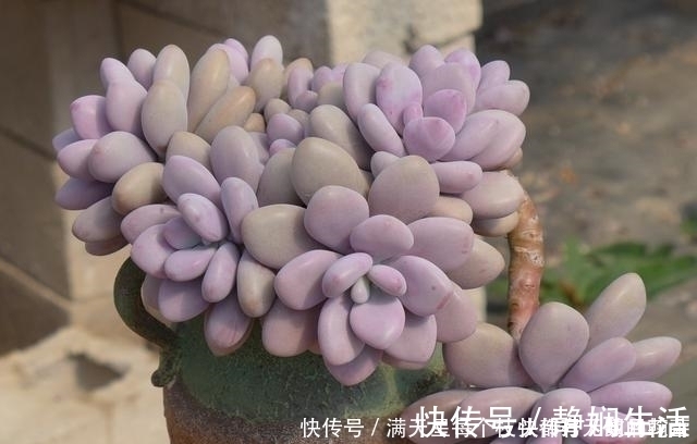 适合新手养护的4款经典多肉,便宜好养易上色,花友几乎都养过