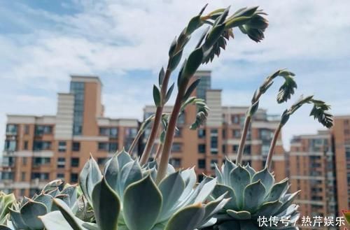 碰上这种多肉,直接分株吧,毕竟是圈里出名的叶插老大难