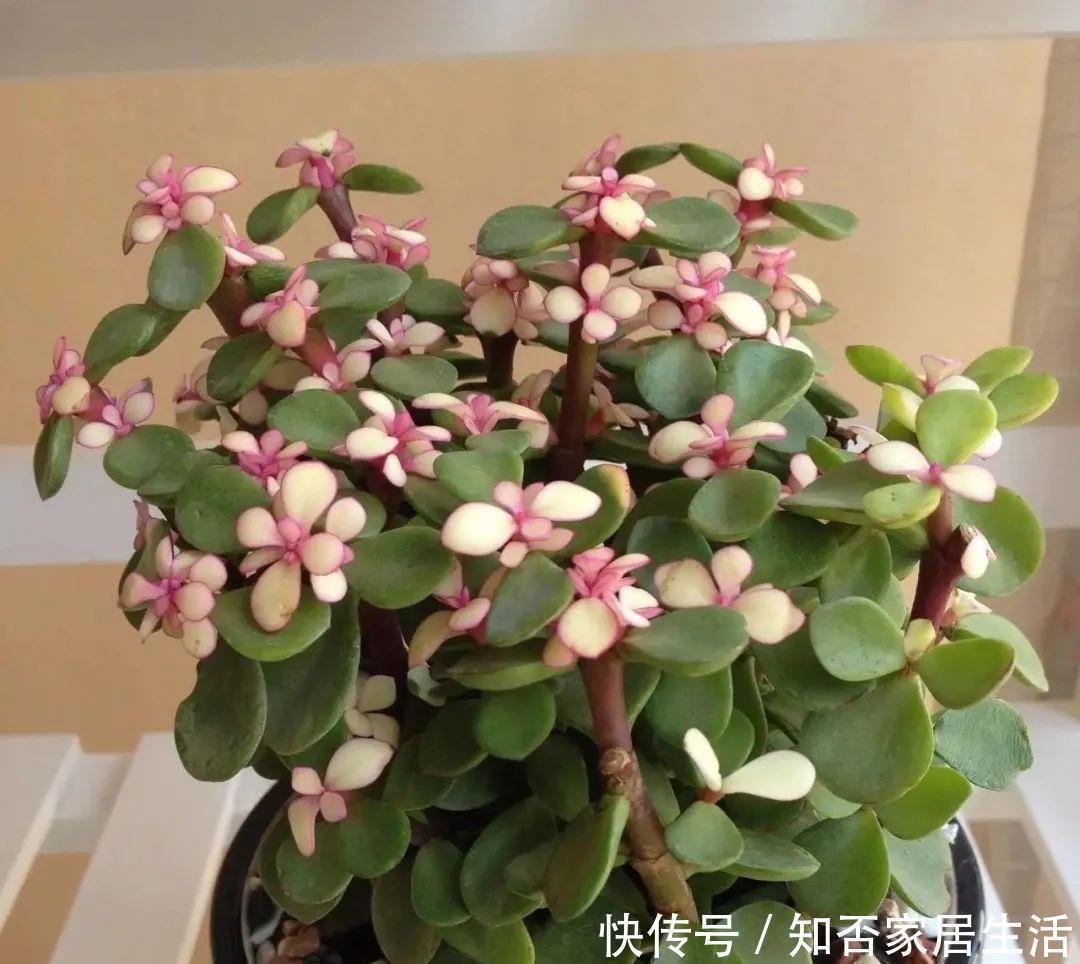清丽|马齿苋属多肉三种你分清了吗?一起认识一下吧,美观清丽又脱俗