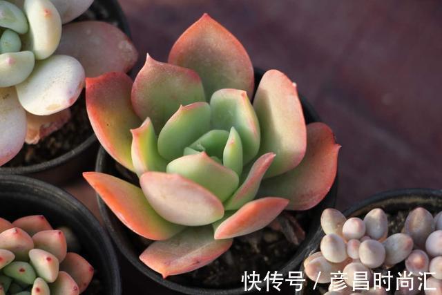 3种花要“穷养”,塞进小盆少浇水,长得格外好