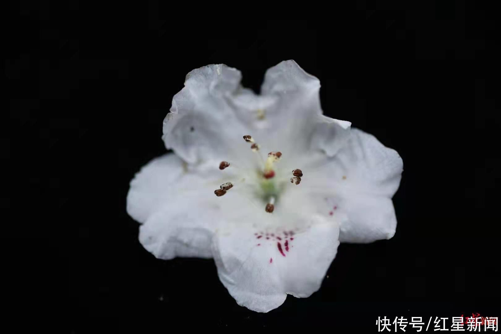 地方 这个地方发现桃叶杜鹃花,属四川省首次在野外发现