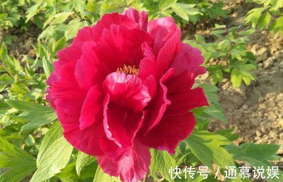 牧丹|新手养花，不如养盆花中精品“芳纪”，花色纯正，香味浓郁