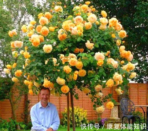 此花一年开花300天，花朵会散发酒香味，院里养2棵3年爬满墙！