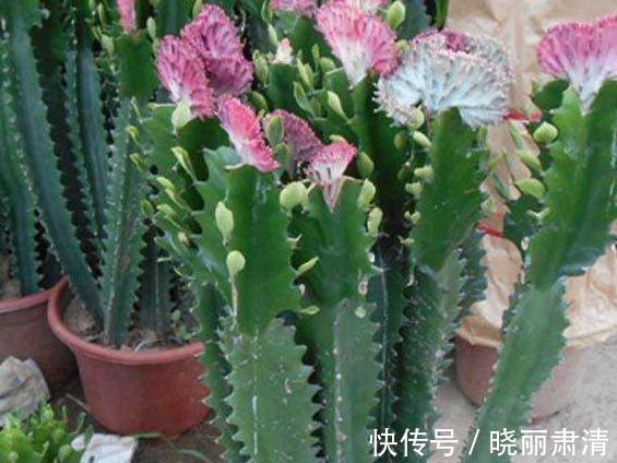 仙人掌不会养,教你4个小妙招,轻松让叶片油绿,肥厚宽大