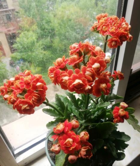 冬天养花选它,花色艳丽花期长,皮实好养颜值高,封闭阳台也能养