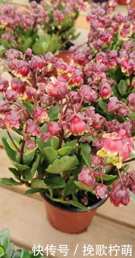 仙气飘飘的4种花，过年养一盆，颜值超高人见人爱！