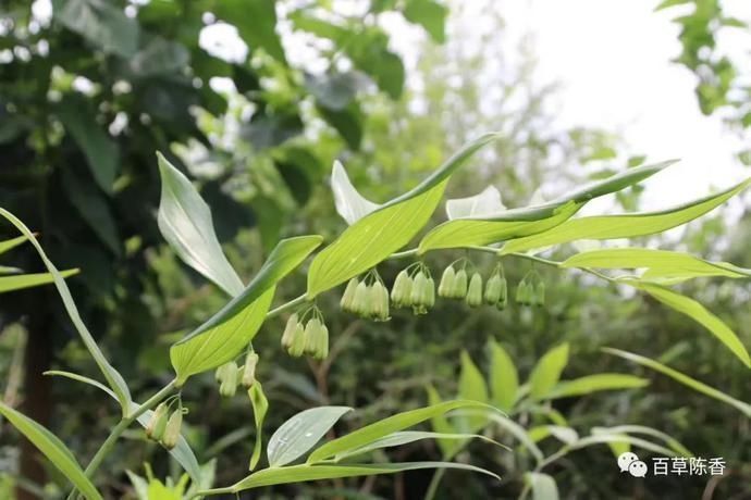 润肺#一味中药,上养肺,中养脾,下养肾,太厉害了,你一定要知道