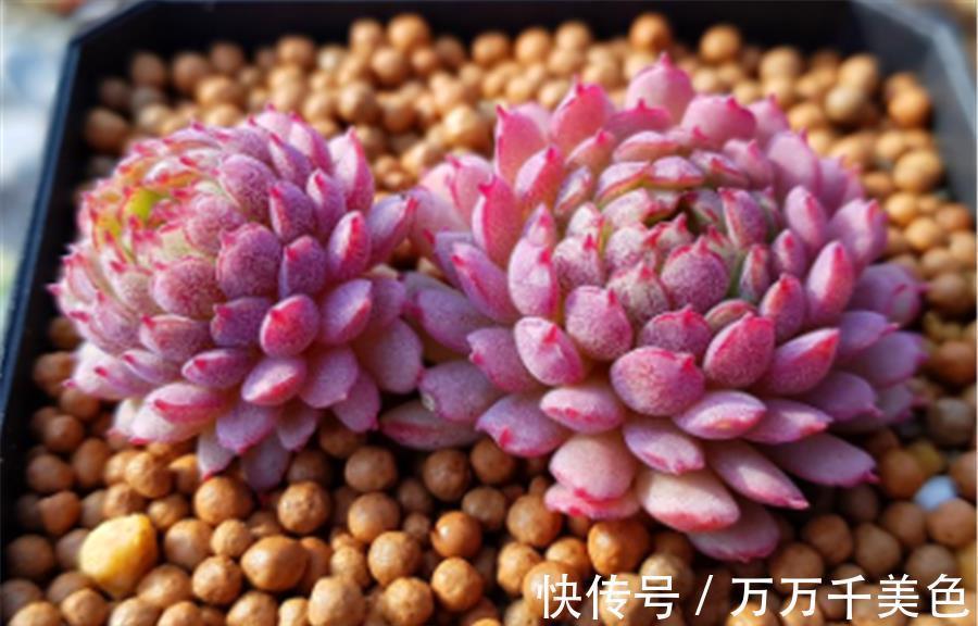 红衣|多肉小红衣夏季黑腐如何预防？做好4个点，鲜红明亮饱满健康