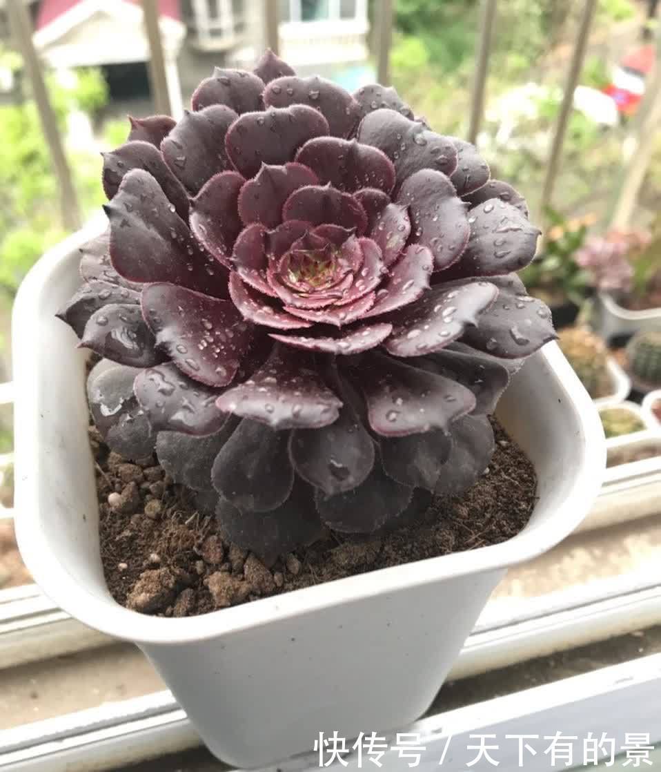 多肉法师这样养,壮实漂亮,个头更大,轻松养出多头