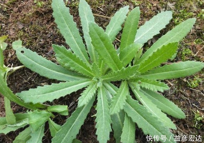 刺儿菜|农村这种野菜,若见到请带回家,是治肝炎良药,泡茶喝更长寿