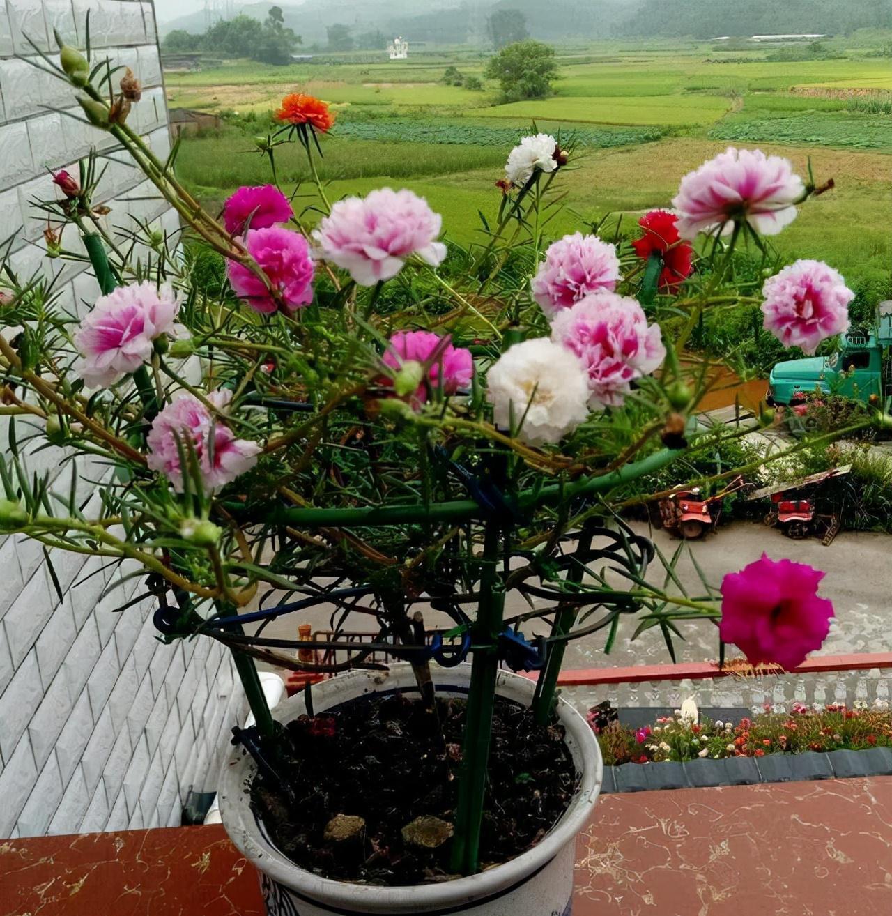 植物|太阳花还能这样养，看到朋友的阳台，气就不打一处来