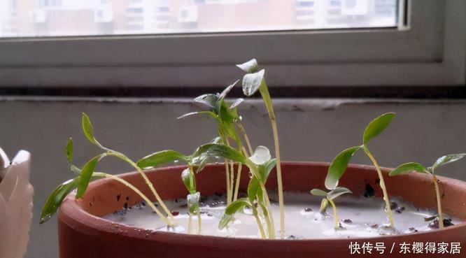 花卉|盆栽养花浇水不简单，常用这4种“水”，容易浇一盆死一盆