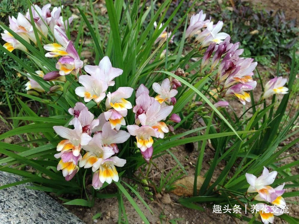 叶子|秋天买些香雪兰的种球，种盆里冬季就开花，来年夏天收获大盆子球