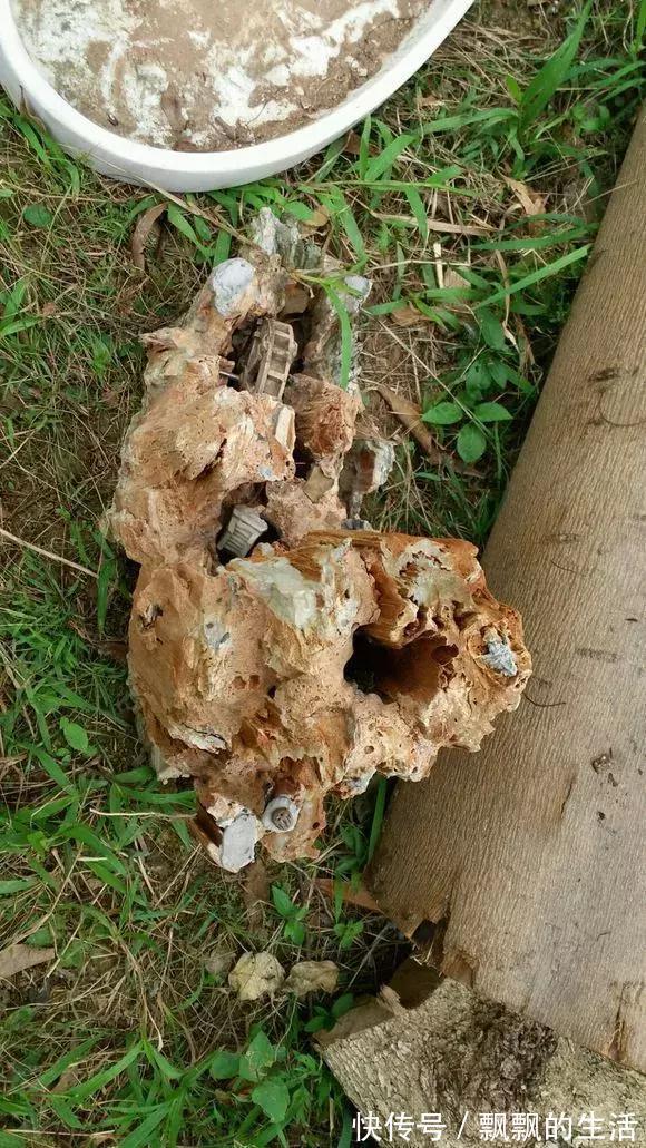 回家|垃圾桶里一堆“贵货”花,丢人也要捡,带回家就开花