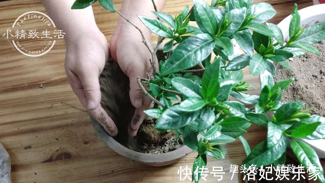 腐叶土+|栀子花买回家,上盆分6个步骤,用9张图说明,完整明了