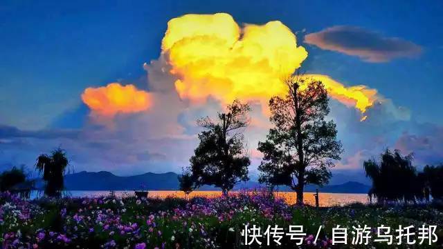 格桑花|泸沽湖的格桑花开了！