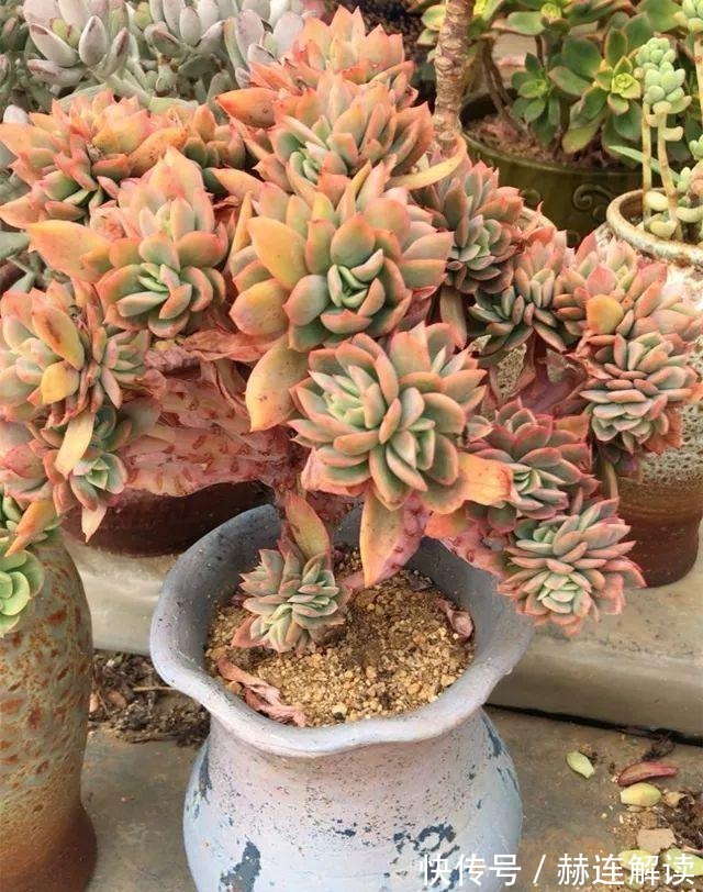 艾伦|姐姐养了9年的多肉,没有买肥就用它,个个长成精!