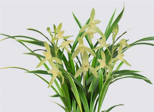 根系|冬天养兰花,要正确浇水,小心伤了“根本”,花期不开花