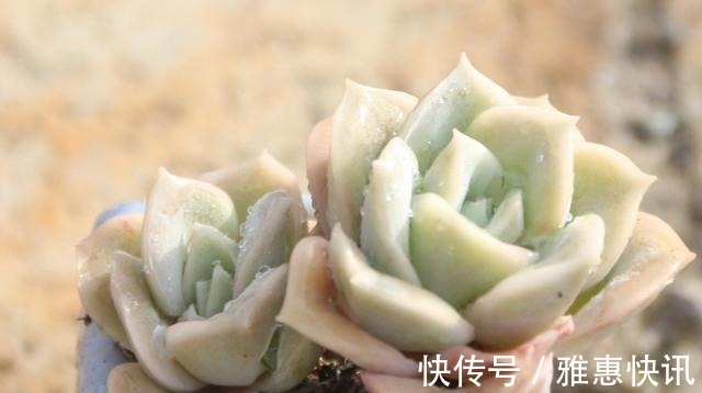 玫瑰|曾经贵到令人咋舌,且株型似玫瑰的可爱玫瑰多肉你现在还在养吗!