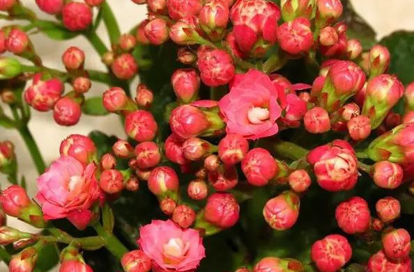 橡皮树|君子兰肥到流油,长寿花开不断,原来他用了这个小方法!