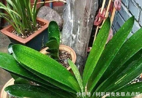 春天养君子兰,“多晒”好,还是少晒好别弄错,否则又为开花愁