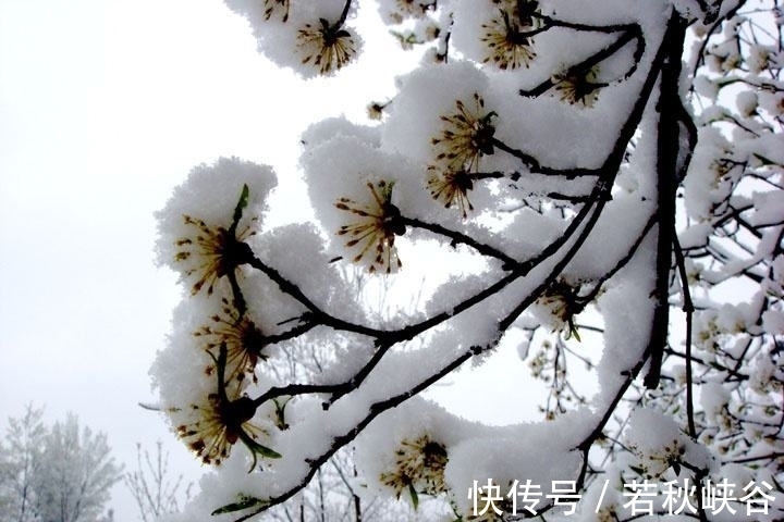 卢梅坡@诗词中的10场雪,《白雪歌送武判官归京》仅列第二,谁高居榜首?