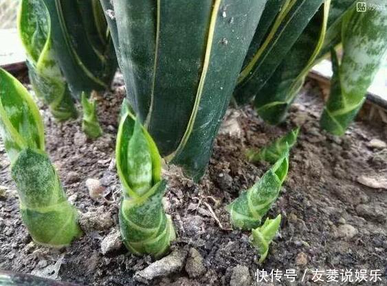 芽肥|虎皮兰“长得慢”扒开土喂点“出芽肥”,新芽就像“竹笋”