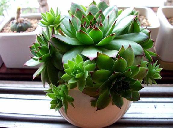 天热多肉叶子发蔫、打卷学会4招,越长越美,精神百倍