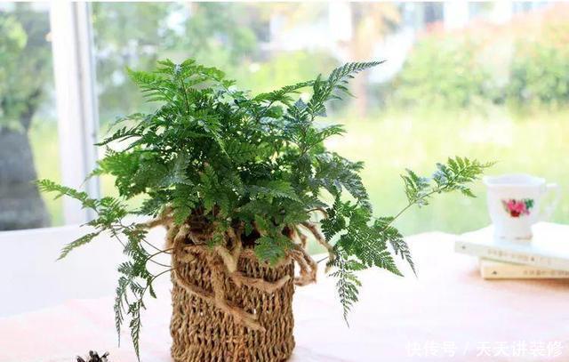 茶几上摆放什么花卉?7种绿植,精巧玲珑,清新素雅,还特好养活