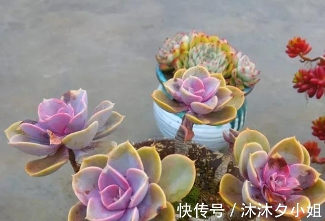 新手|全民公认好养的11种多肉,新手也能养好,成活率高,出状态艳