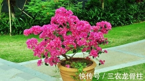 三角梅|三角梅的种植技巧