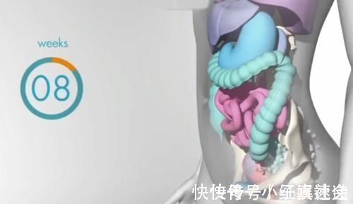 快速增长|怀胎十月，胎儿把妈妈的内脏挤哪去了？十张过程图带你了解
