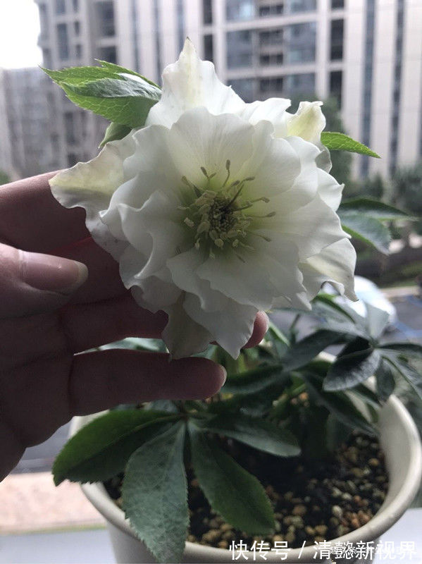 色泽|喜欢牡丹,不如养“高端玫瑰”永远的莫斯科,色泽鲜艳,妩媚娇羞