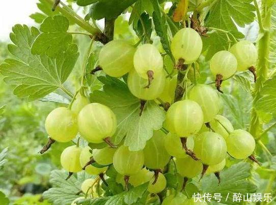 农村孩子常吃的6种野果,茶泡上榜,城里人可能只认识2种