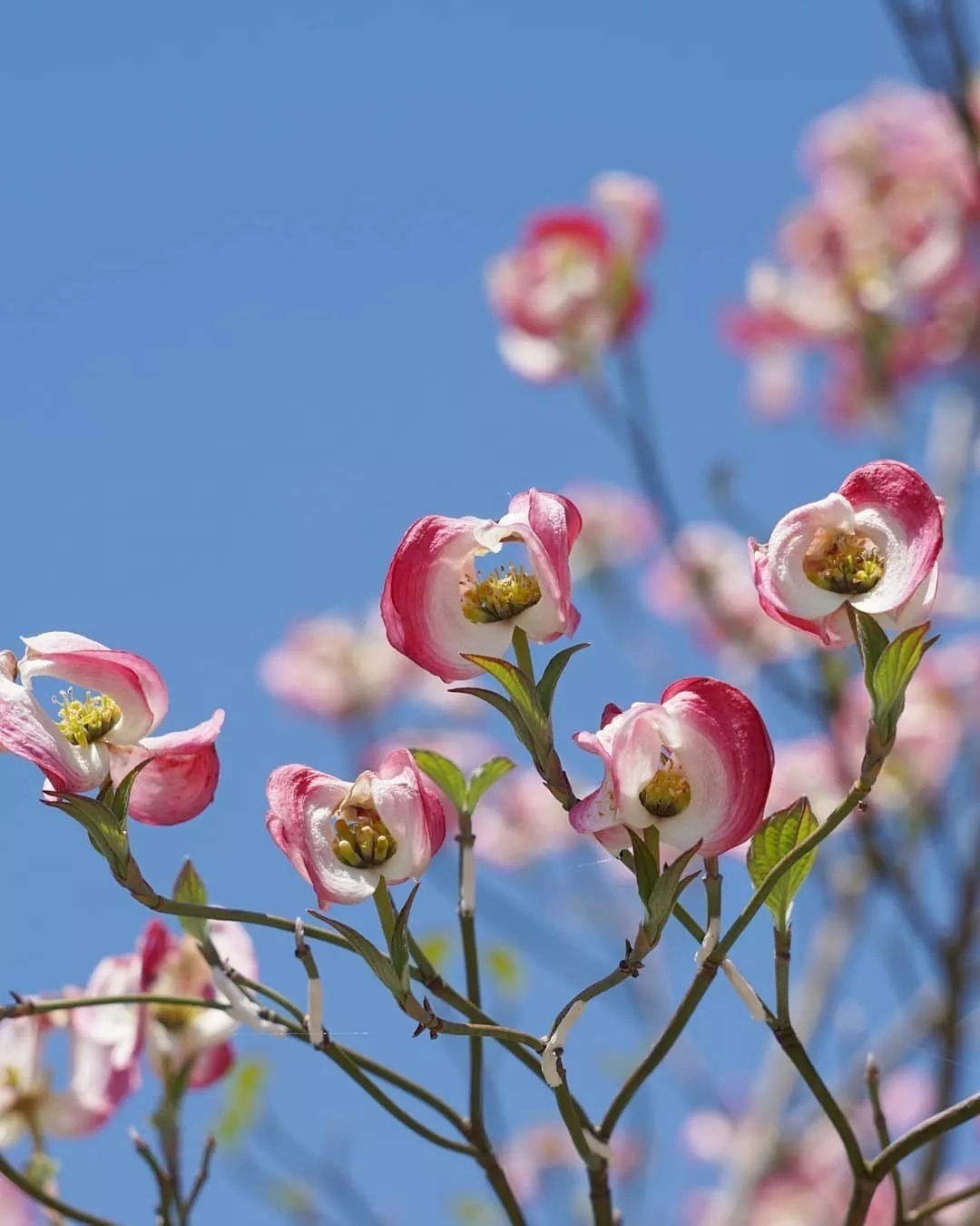花会开，天也会蓝