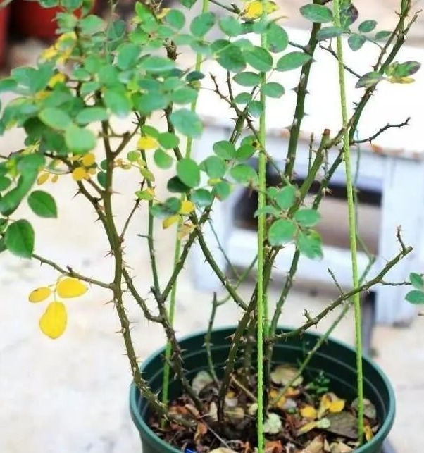 新手月季种植手册,修剪、病害防治等教程,种月季不再难