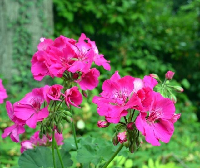 这一花卉一年四季都开花,快来养一盆,附上养护方法和注意事项