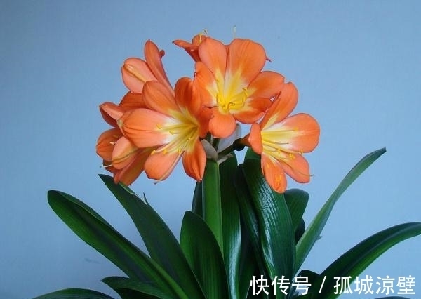 君子兰的叶片暗淡无光,立马进行3步“急救”,油亮发光很漂亮